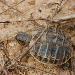 Tortue dHermann