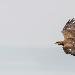 Aigle pomarin