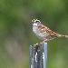 Bruant à gorge blanche