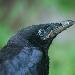 Corneille noire
