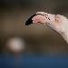 Flamant rose