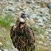 Vautour moine