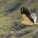 Vautour percnopt&egrave;re