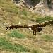 Vautour fauve