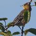 Oriole de Baltimore