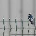 Hirondelle  ailes blanches