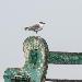 Mouette atricille