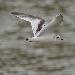 Mouette pygme