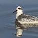 Phalarope &agrave; bec large