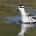 Phalarope &agrave; bec &eacute;troit