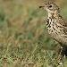 Pipit farlouse