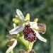 Ophrys en forme d'araigne
