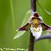 Epipactis des marais