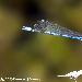 Agrion jouvencelle