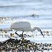 Aigrette garzette