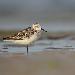 Bécasseau sanderling