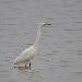 Grande Aigrette