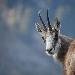 Chamois des Alpes