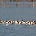 Avocette &eacute;l&eacute;gante