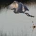 Aigrette garzette