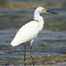 Aigrette neigeuse