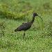 Ibis falcinelle