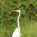 Grande Aigrette