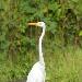 Grande Aigrette