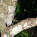 Tourterelle  ailes blanches