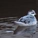 Phalarope à bec large