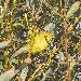 Paruline jaune