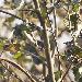 Oriole de Baltimore