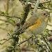 Robin &agrave; flancs roux
