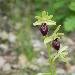Ophrys araign�e