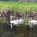 Cygne chanteur