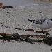 Bécasseau sanderling