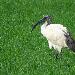 Ibis sacr