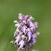 Orchis g�ant