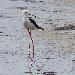 chasse blanche