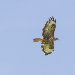 Buse variable