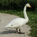 Cygne chanteur