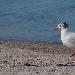 Mouette mlanocphale