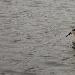 Phalarope à bec large