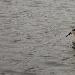 Phalarope à bec large