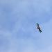 Buse variable