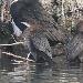 Cormoran pygme
