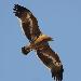 Aigle des steppes