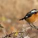 Rougequeue de Moussier