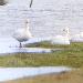 Cygne chanteur
