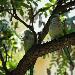 Conure veuve
